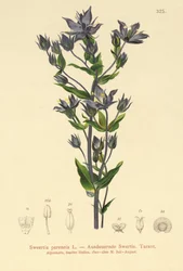 Felwort
